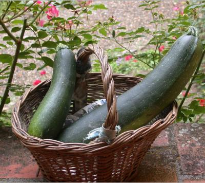 courgettes