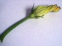 fleur de courgette