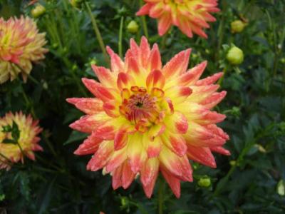 dahlia