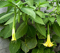 datura