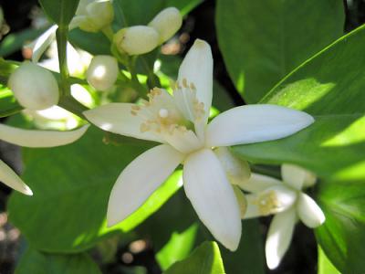 Fleur d'oranger