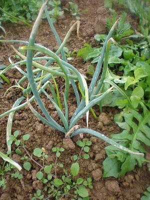plant échalote