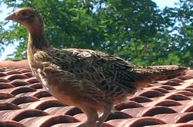 Faisan