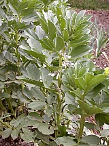 La gourgane, plante herbacée