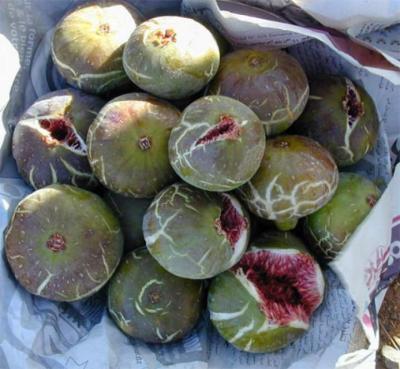 figues