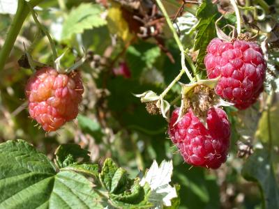 Framboises