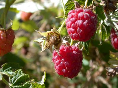 Framboises