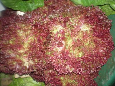 frisée rouge