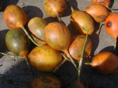 fruits de la passion