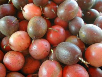 Photo : Fruits de la passion