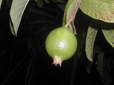 goyave