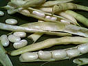 haricots