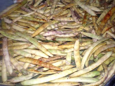 haricots à écosser
