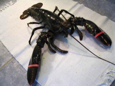 Homard