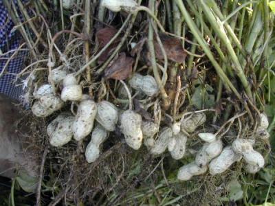 Photo : Plants de cacahuètes