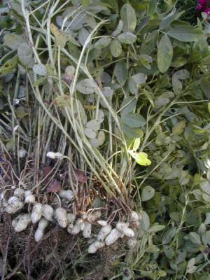 cacahuètes