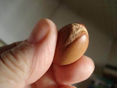 argan fruit