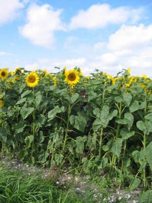 Photo : Champ de tournesol 