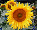 tournesol