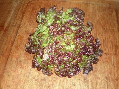 Photo : Laitue feuille de chêne