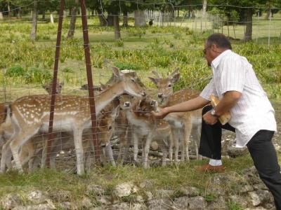 Photo : Les chevreuils