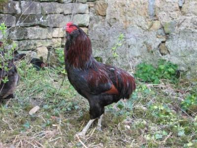 Photo : Coq dans la nature