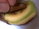 noyau mangue
