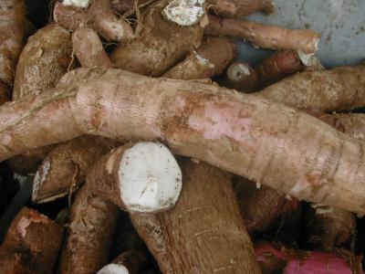 manioc