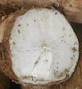 manioc
