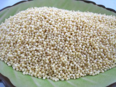 grains de millet