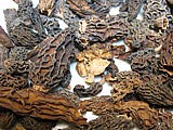 Morilles
