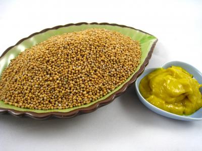 Photo : Graines de moutarde et moutarde