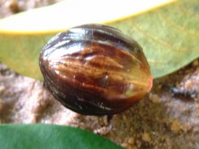 noix de muscade
