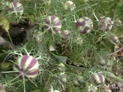 plante nigelles