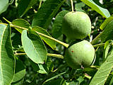 noix vertes