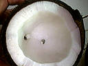 Photo : Noix de coco