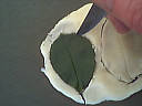 pâte d'amande