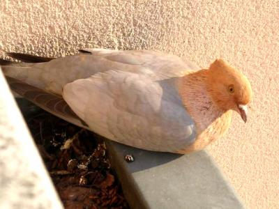 Pigeon