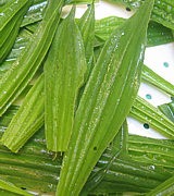 Feuilles de plantain