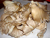 pleurote