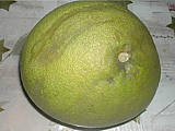 Pamplemousse vrai