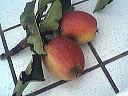 Pomme Calville rouge ou Caramille