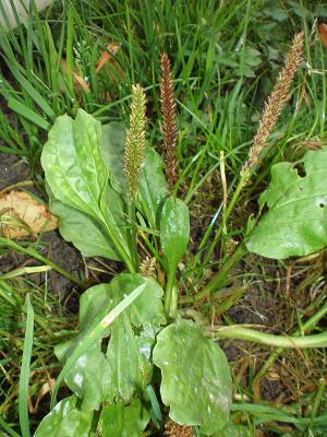 Photo : Plantain