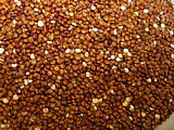 quinoa