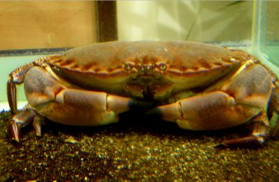 Photo : crabe