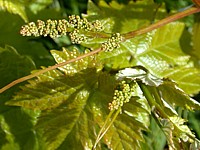 Sarments et rameaux de vignes