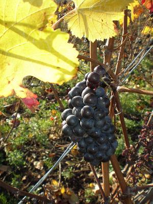 grappe raisins