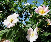 Rosa canina