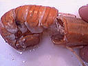 pr&eacute;paration langoustines