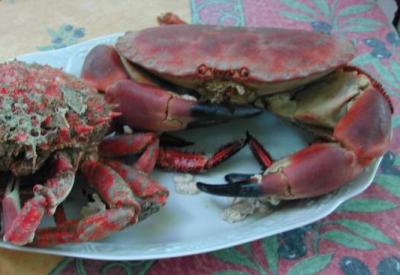 Photo : Assiette de tourteau